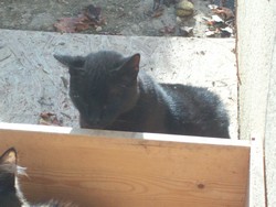 sorrenetbrisby17-11-112.jpg