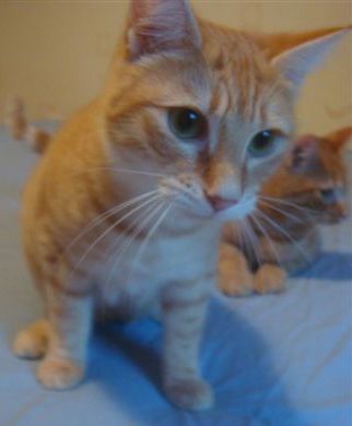 anatole4.JPG