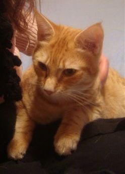 anatole8.JPG