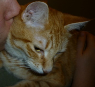 anatole4.jpg