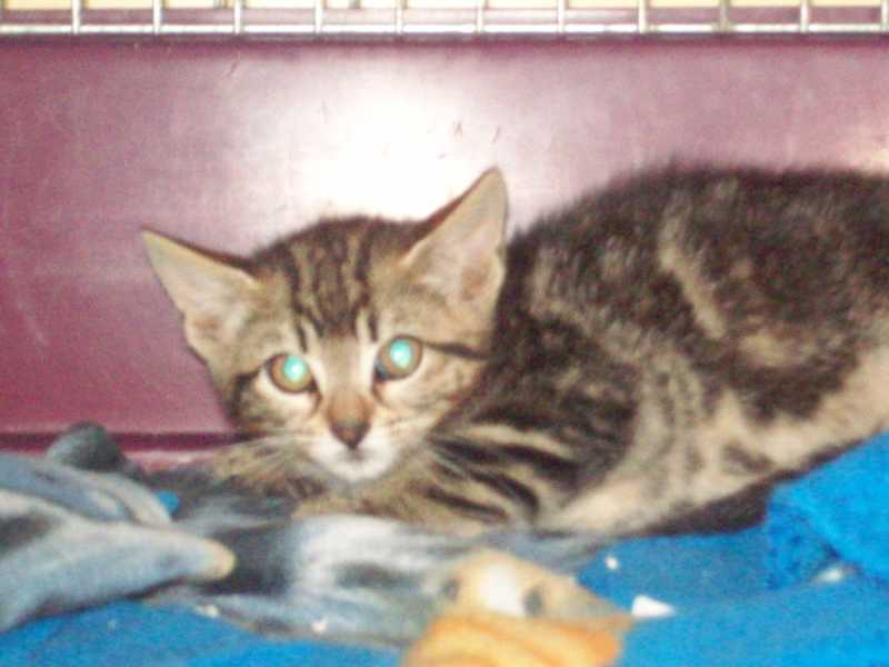 catala21-06-12.JPG