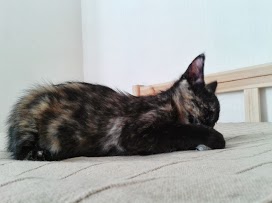 NYMERIA4.jpg