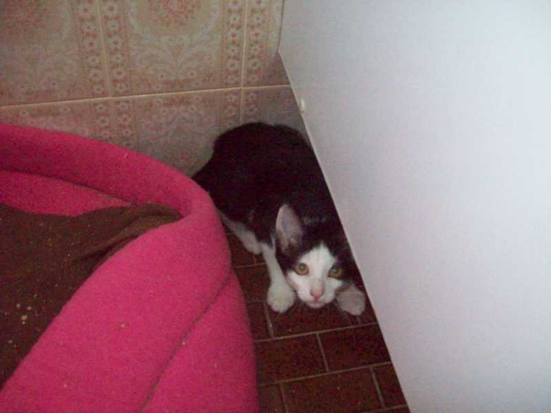 oliveaout2013076.jpg