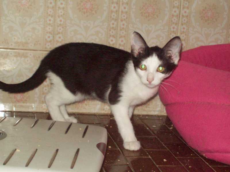 oliveaout2013079.jpg
