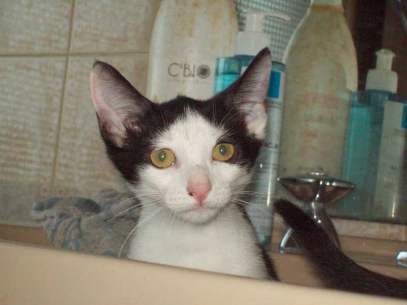 oliveaout2013083.jpg