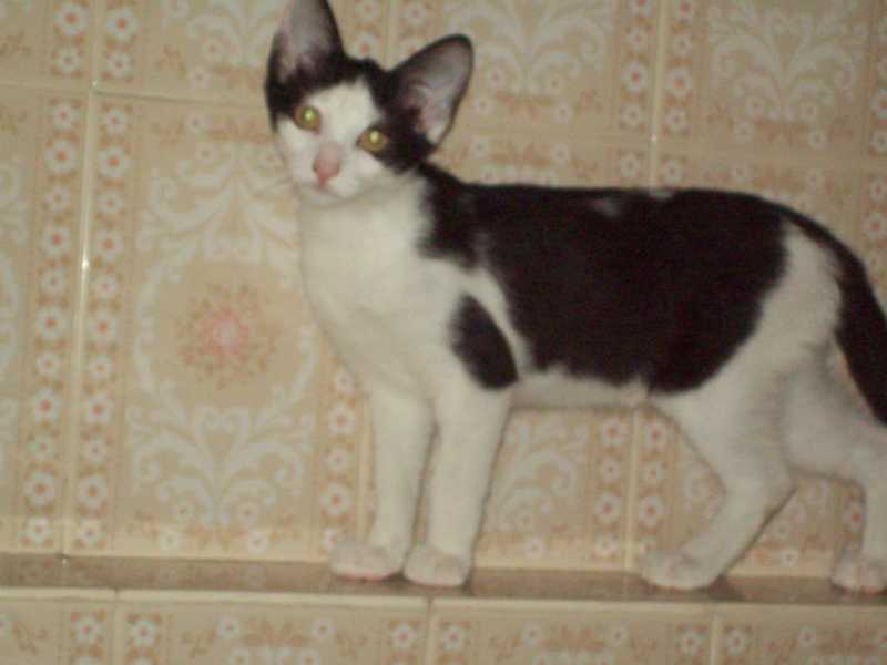 oliveaout2013086.jpg