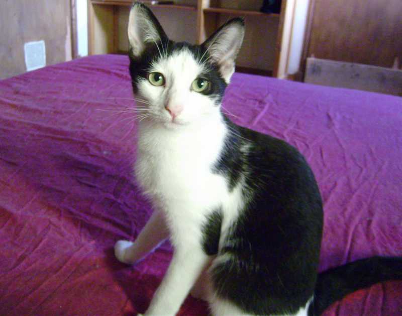 olive2nov2013.JPG