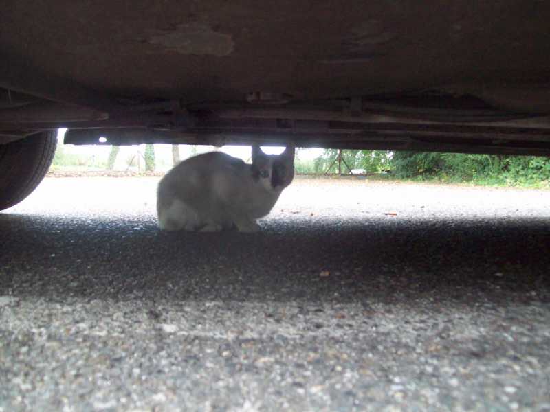 chatbacqui16juin2014008.jpg