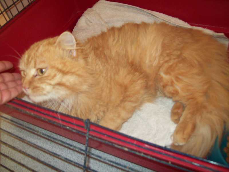 leo