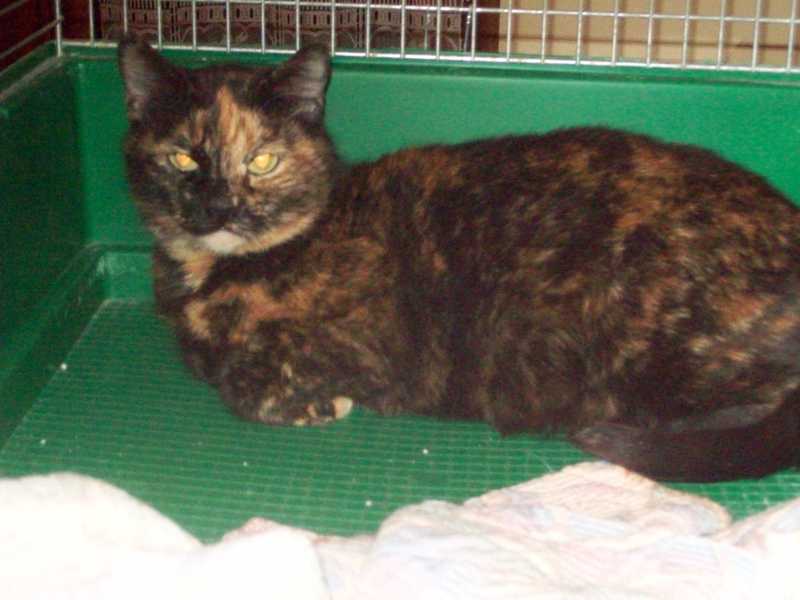 lulubelle27decembre2014006.jpg