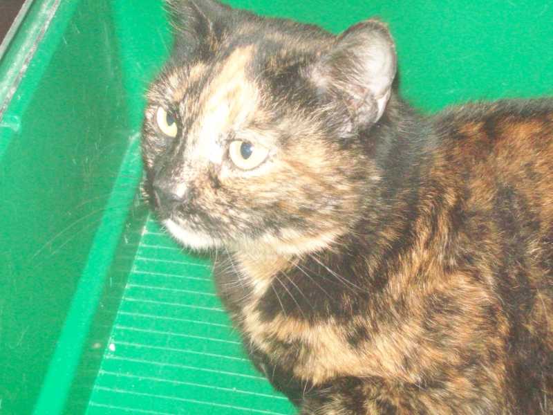 lulubelle27decembre2014007.jpg