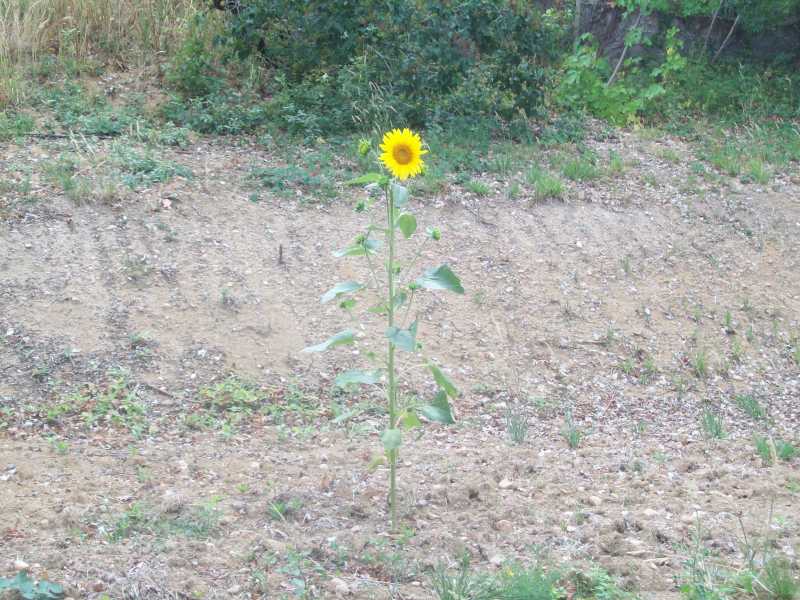 tournesol29juillet2015002.jpg