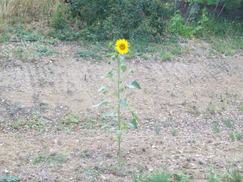 tournesol29juillet2015002.jpg