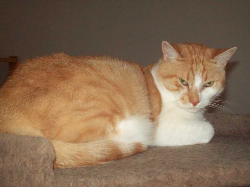 babiole4oct2015057.jpg