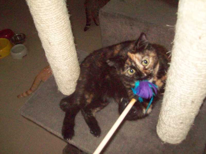 lulubelle11oct2015060.jpg