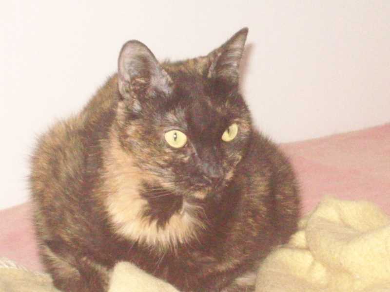 selebe18oct2015081.jpg