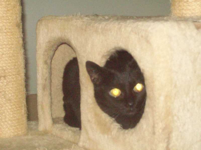 Nala1nov2015025.jpg