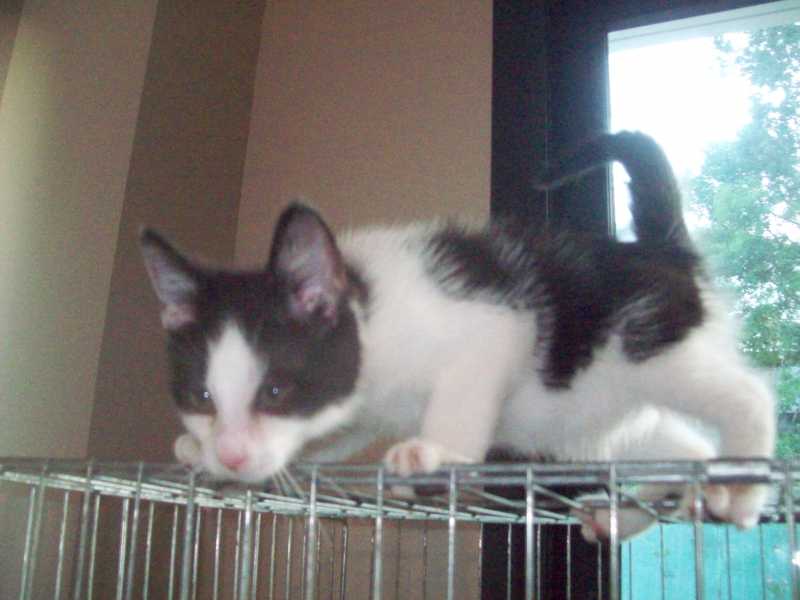 chatongrandcarrefour17aout2016004.jpg