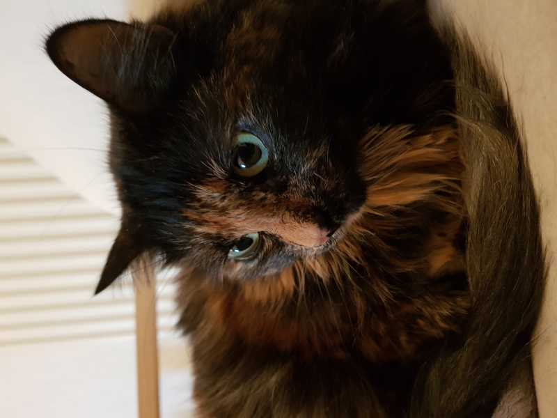lolita.jpg