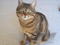 Roxanne